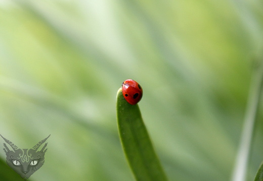 51888790793 ac69a44295 o